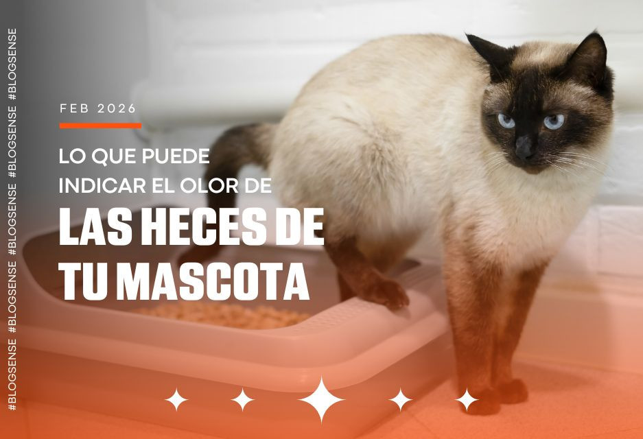 Lo que puede indicar el olor de las heces de tu mascota